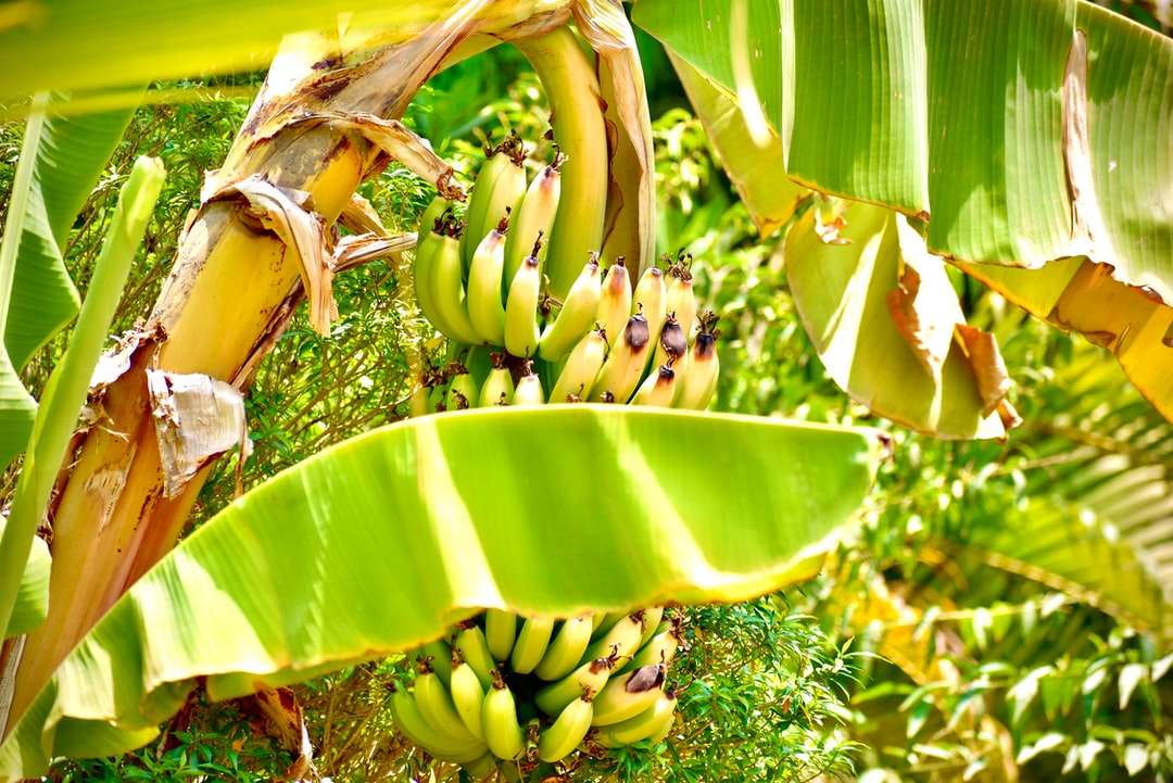 Frutas de plátano verde durante el día rompecabezas en línea