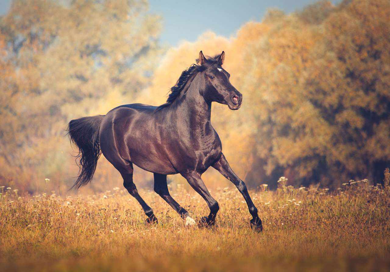 Cavalo arábico preto quebra-cabeças online