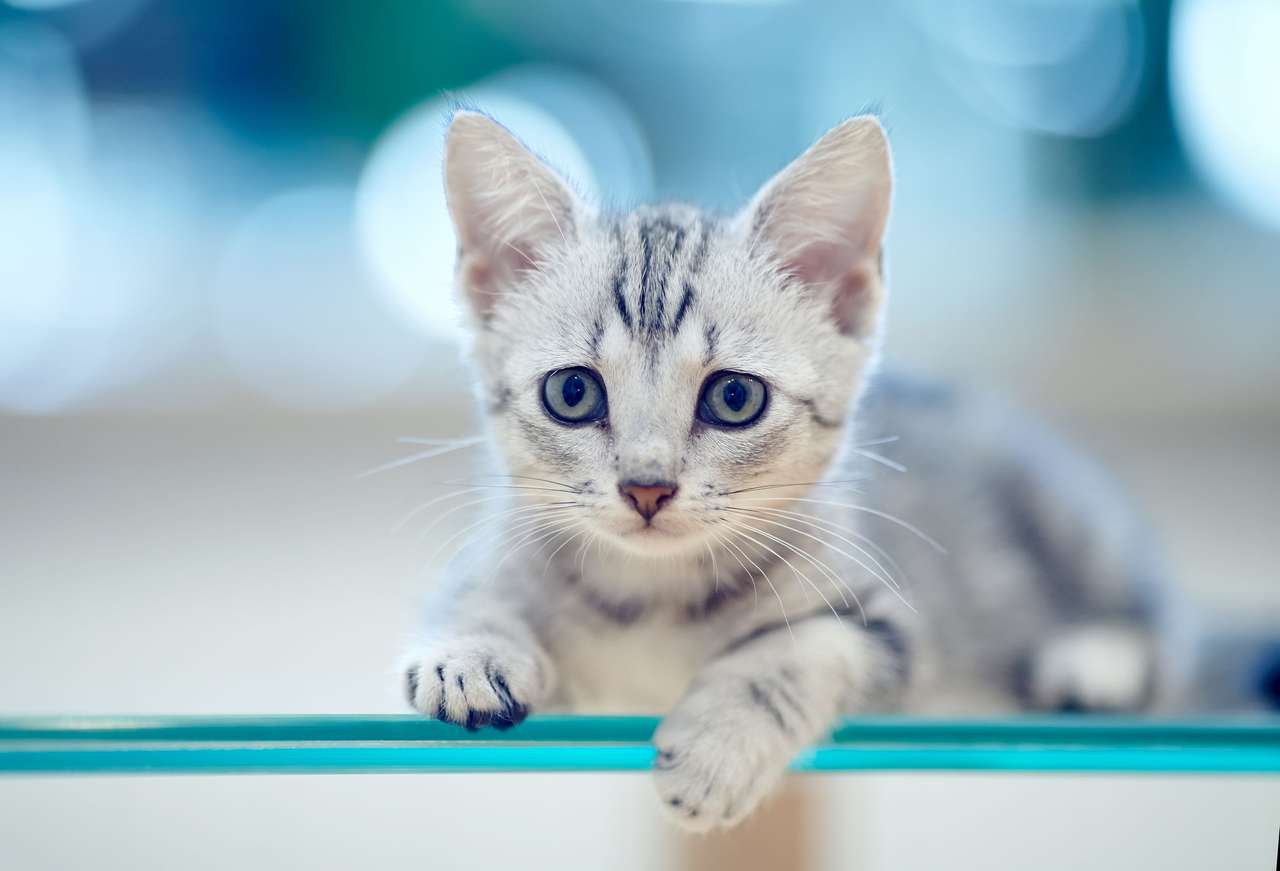 Очаровательный пушистый котенок пазл онлайн