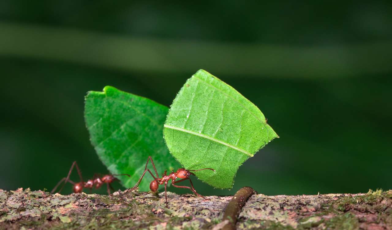 Упорити мравки-режачи на листа онлайн пъзел