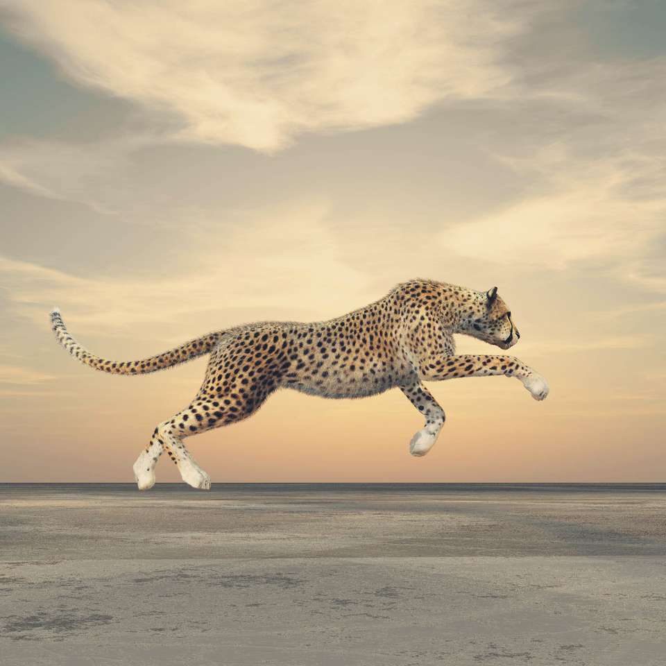 Gepard in Bewegung laufen Online-Puzzle