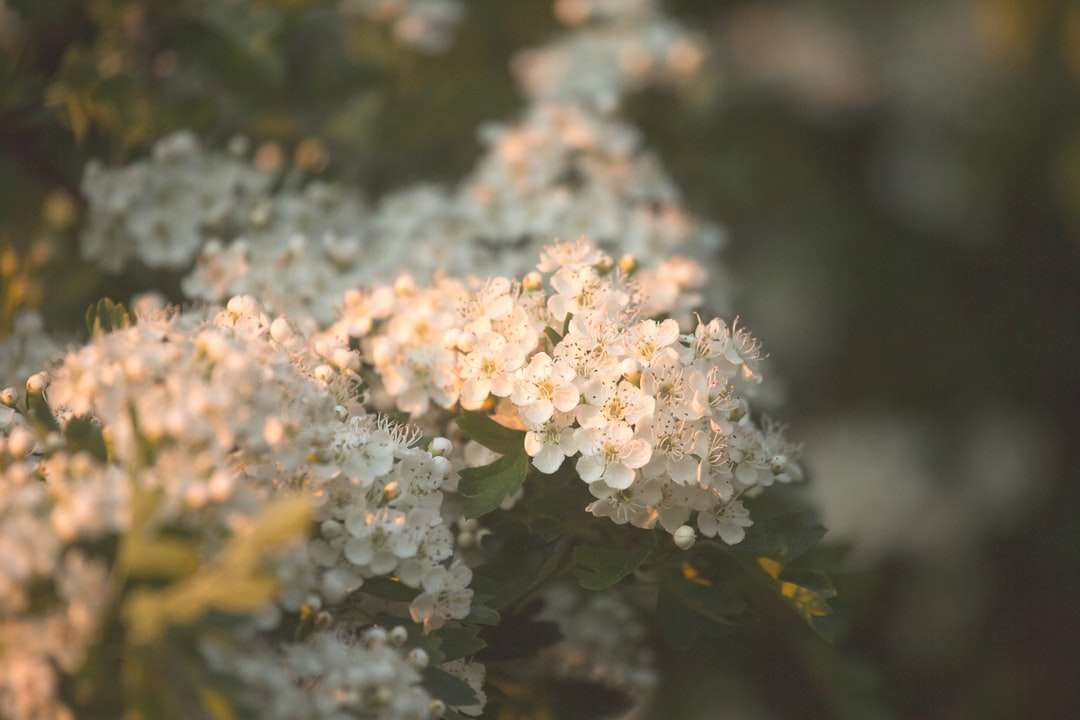 белый цветок в тилт-шифт объективе онлайн-пазл
