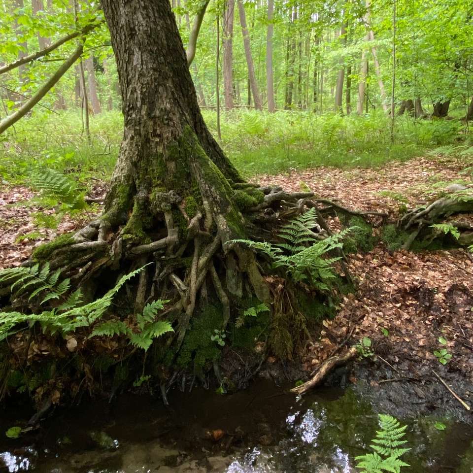 Hnědý strom kmen na řece skládačky online
