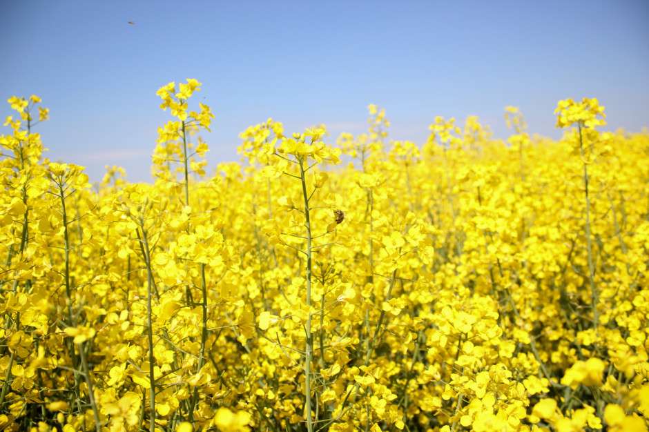 Blooming Rapeseed jigsaw puzzle online