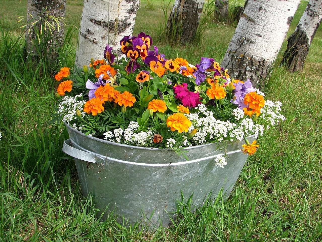 Una vasca da bagno come vaso da fiori puzzle online