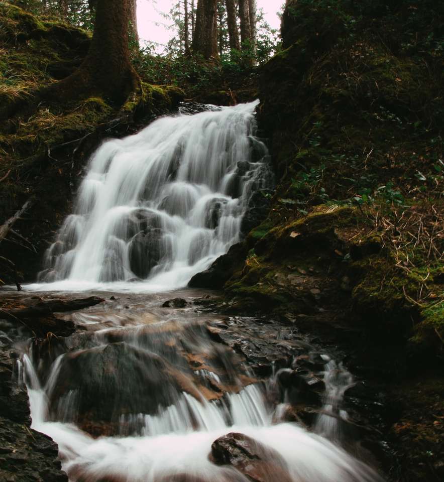 Водата попада в гората онлайн пъзел