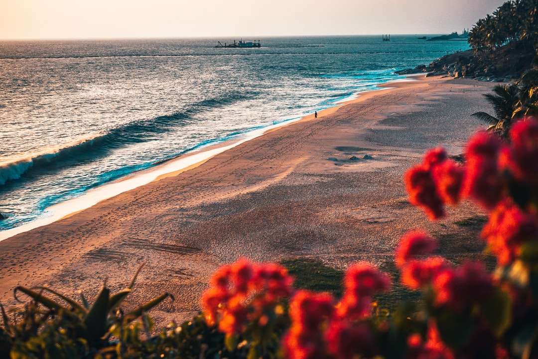 flori roșii pe țărm de plajă în timpul zilei puzzle