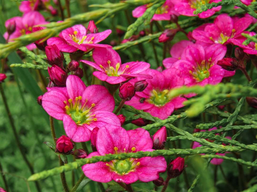 pink flowers with green leaves jigsaw puzzle online