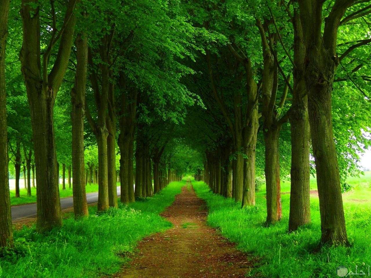Дорога среди зеленых деревьев онлайн-пазл