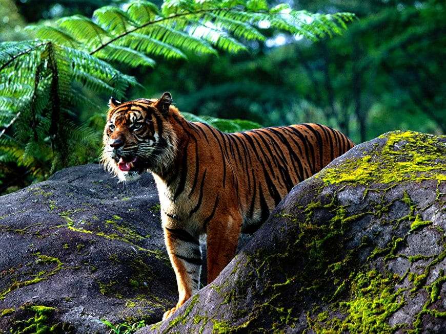 Tiger... jigsaw puzzle online