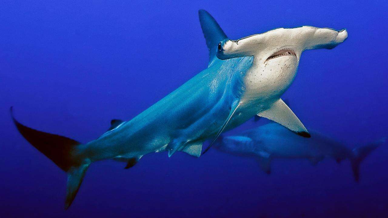 De meest beroemde haai online puzzel