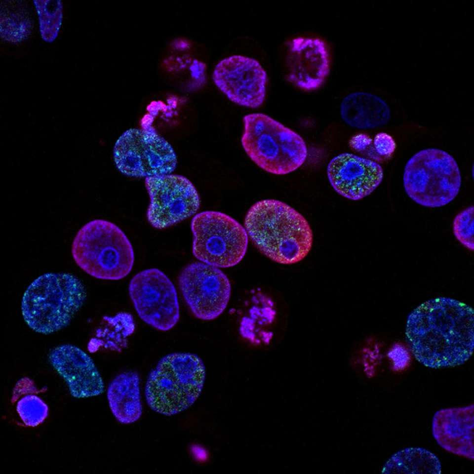 fialové buňky skládačky online