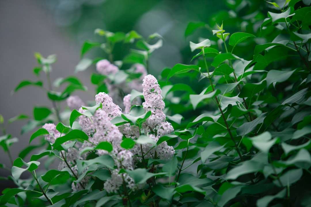Fleurs blanches et violettes dans la lentille de changement d'inclinaison puzzle en ligne
