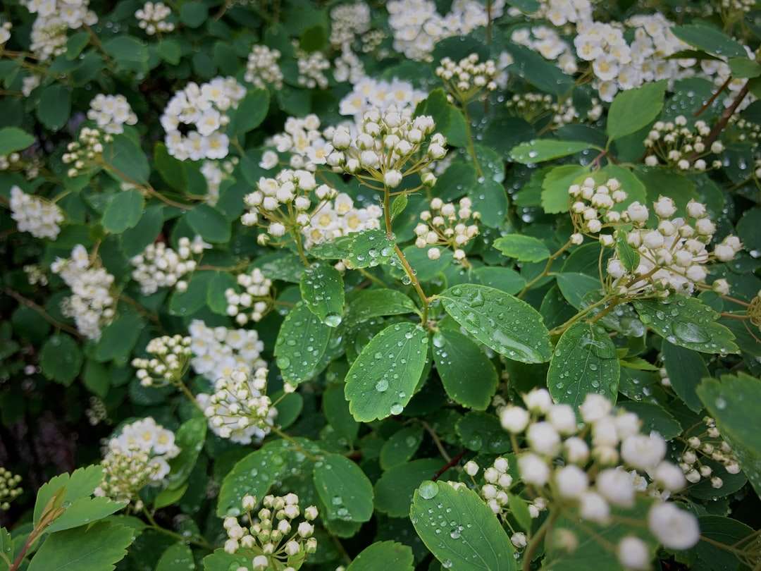 Бели цветя със зелени листа онлайн пъзел