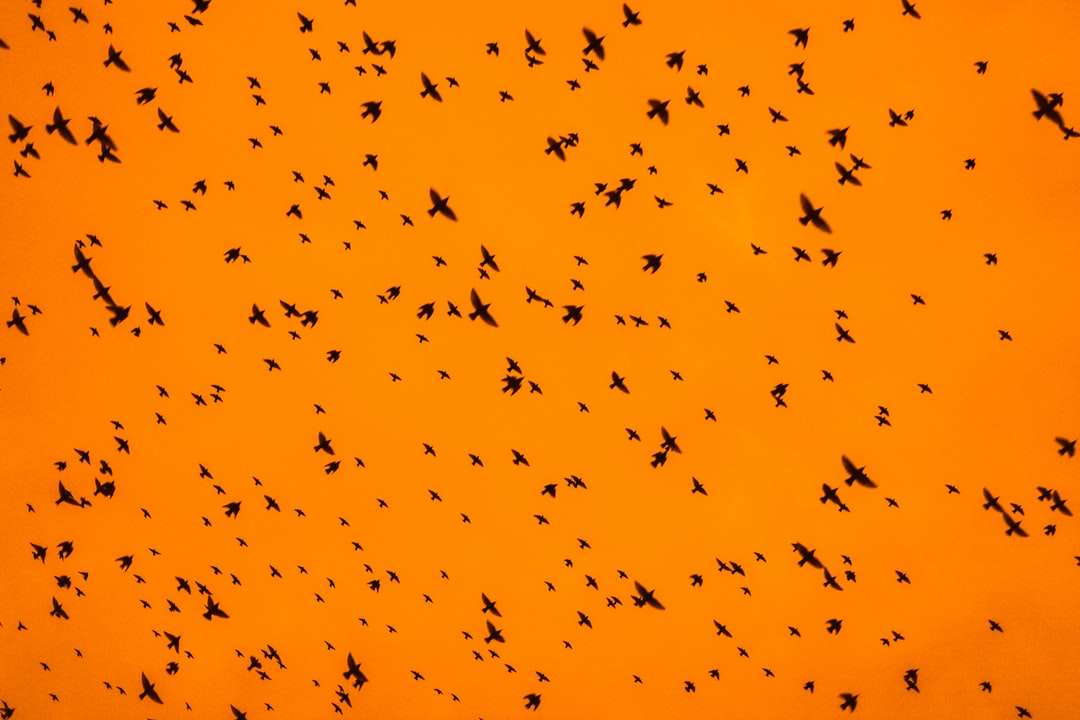 Жълти и черни птици, летящи под синьо небе през деня онлайн пъзел