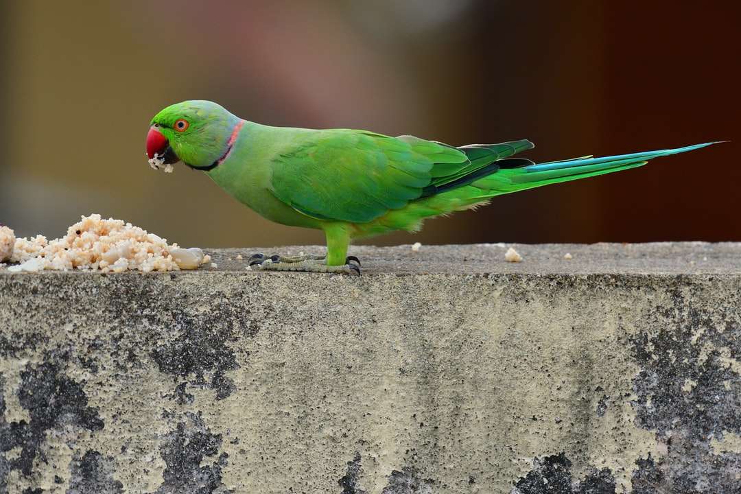 Uccello verde e giallo sul muro di cemento grigio puzzle online
