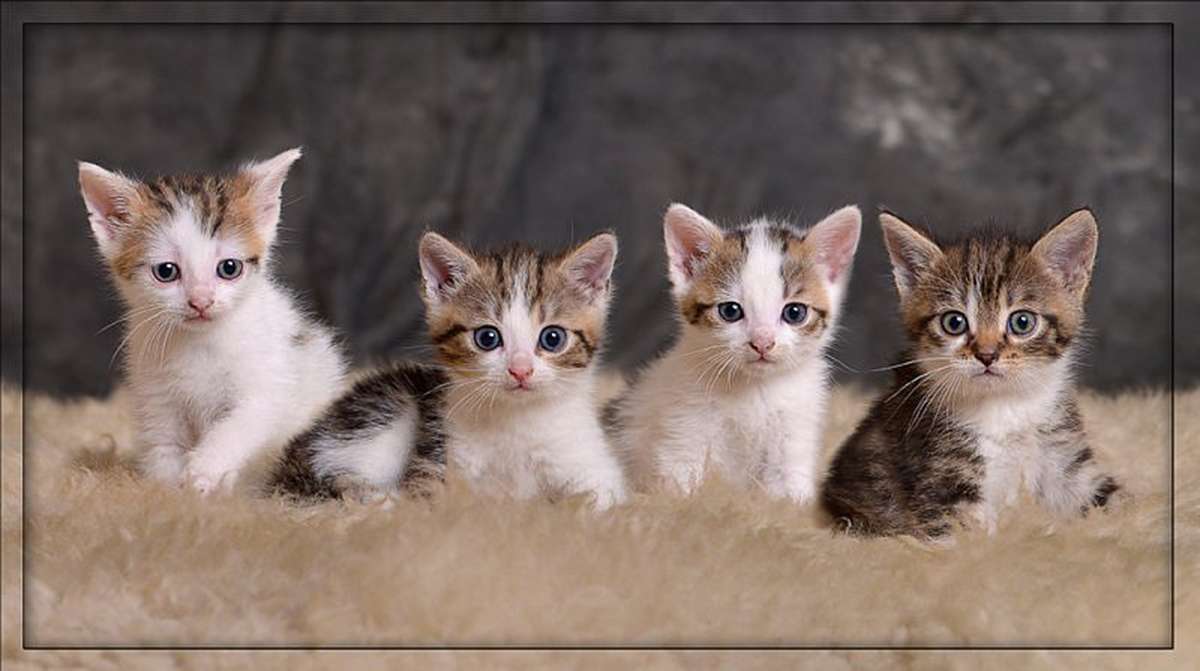 Котята милые :) онлайн-пазл