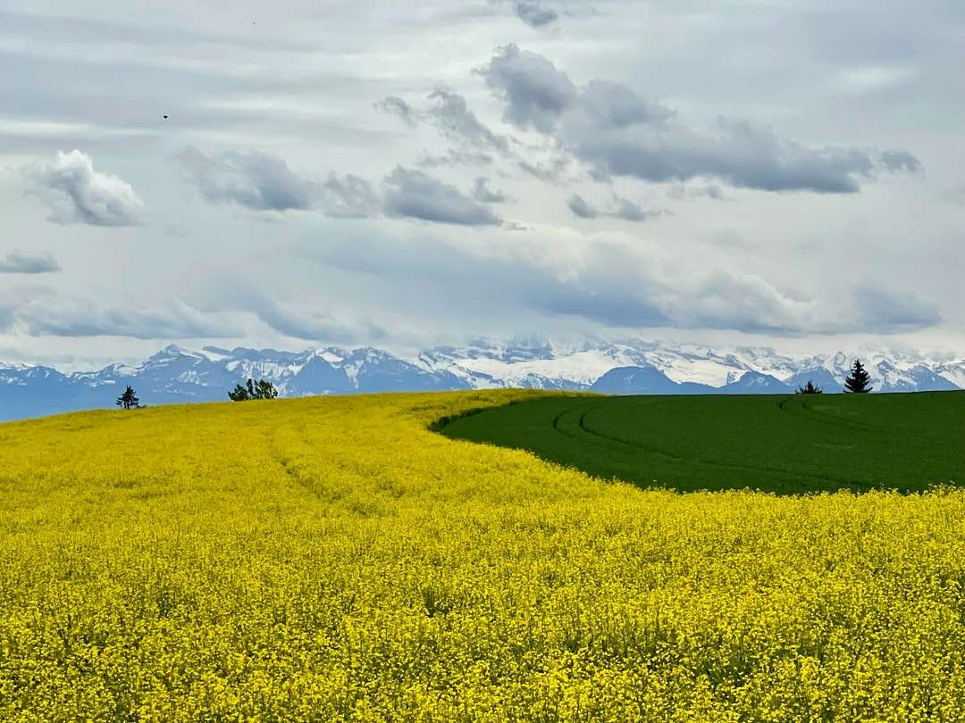 желтое цветочное поле под белыми облаками в дневное время пазл онлайн