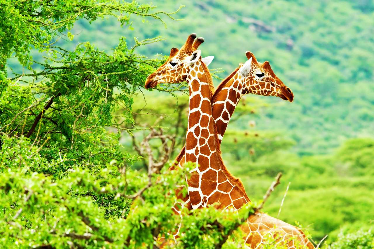 Africké žirafy online puzzle