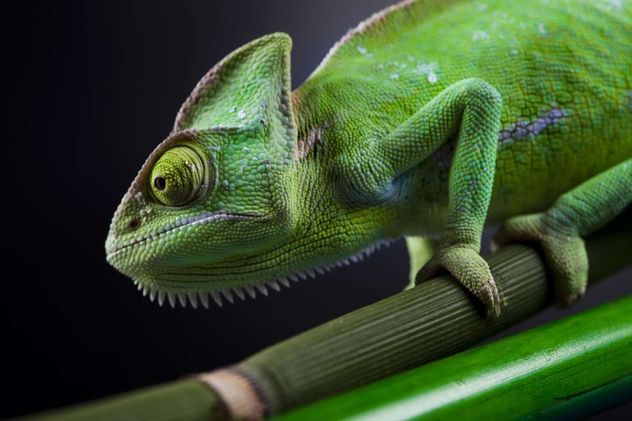 Chameleon pe un stick de bambus jigsaw puzzle online