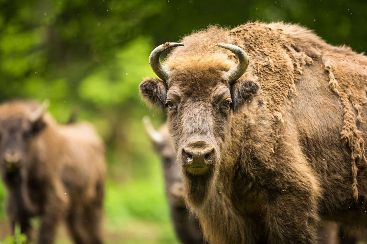 Un enorme bisonte rompecabezas en línea