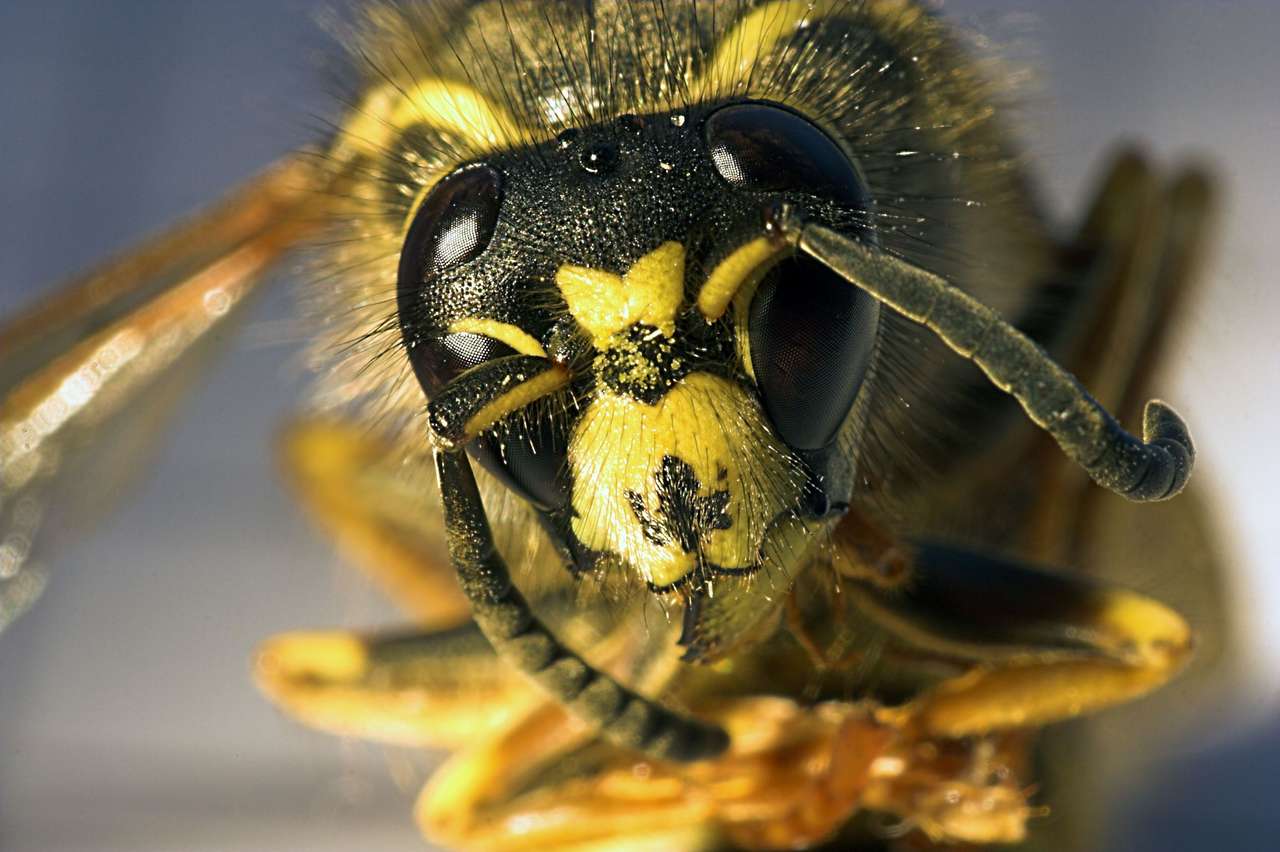 пчела убиец онлайн пъзел