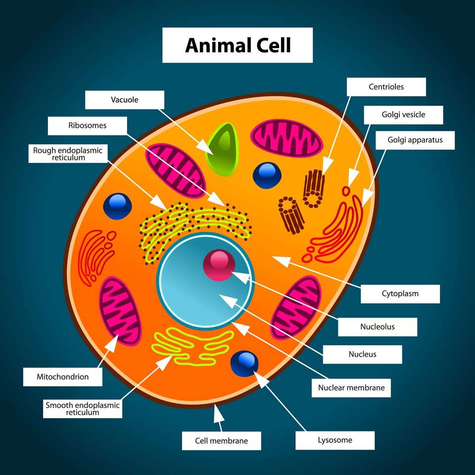 Животински клетки онлайн пъзел