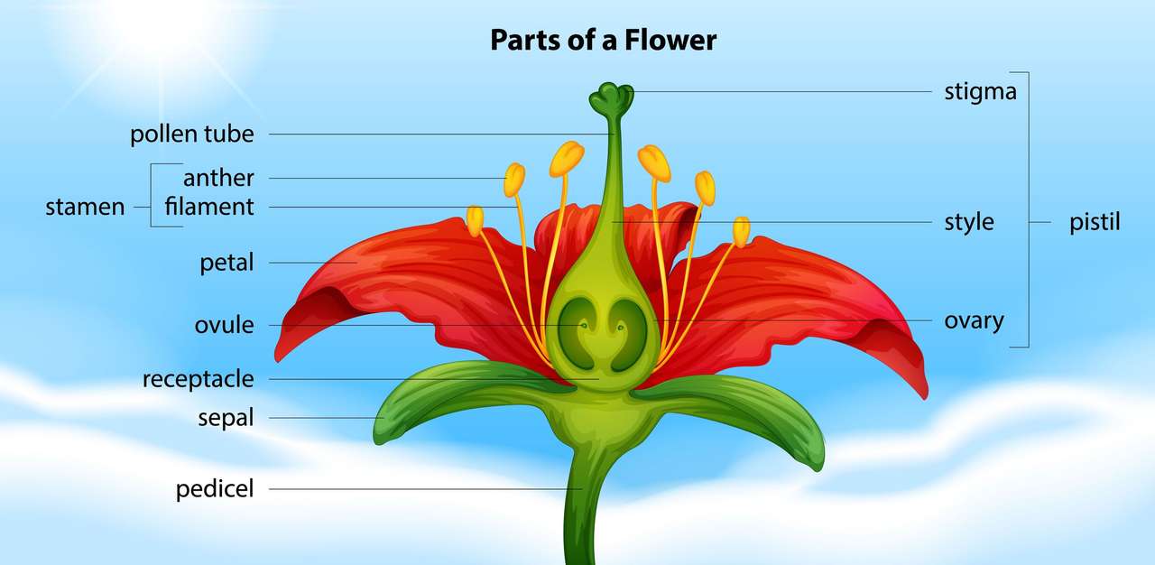 Anatomi av en blomma pussel på nätet