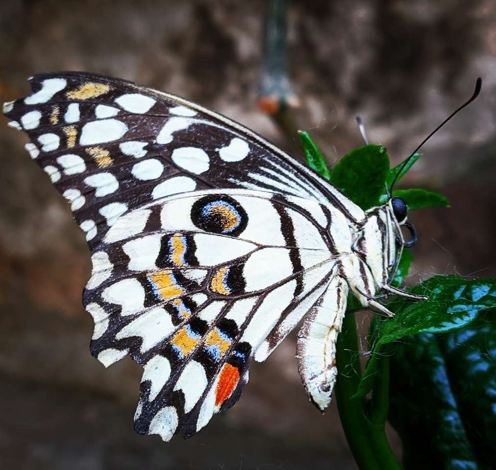 Черно и бяла пеперуда, кацнала на зелено растение онлайн пъзел