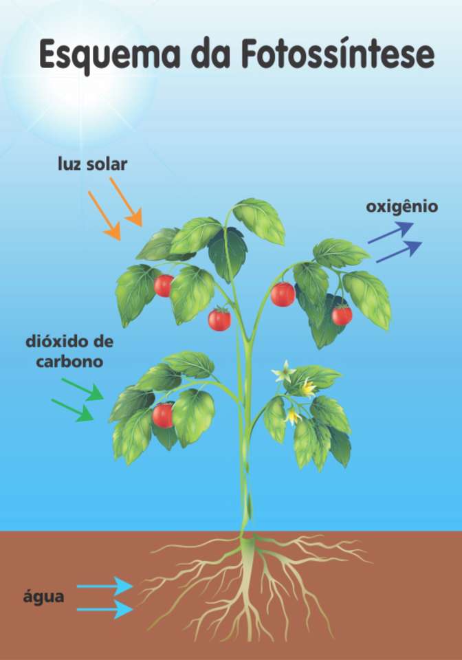 Fotosynthese legpuzzel online