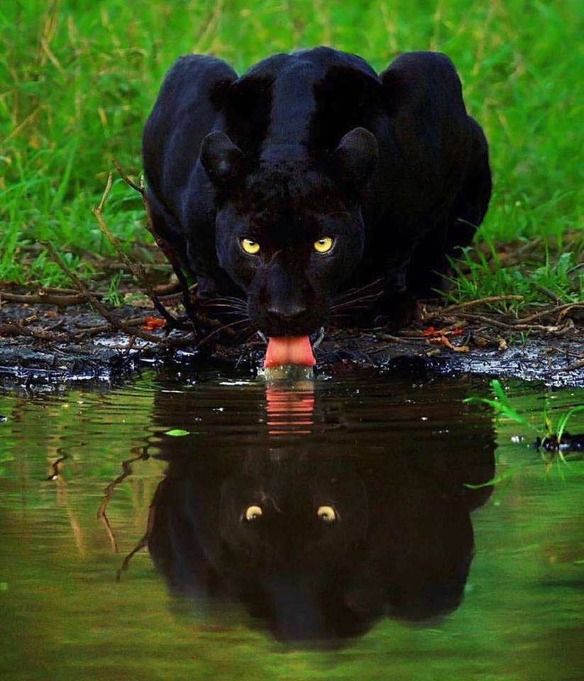 Черная пантера онлайн-пазл