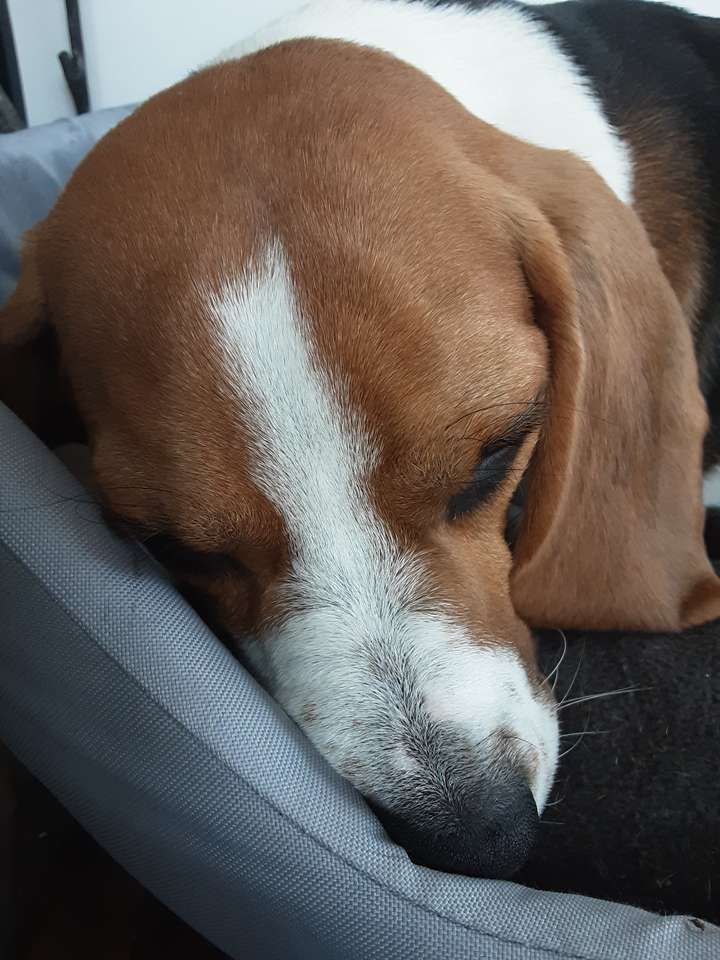 Beagle durmiendo rompecabezas en línea