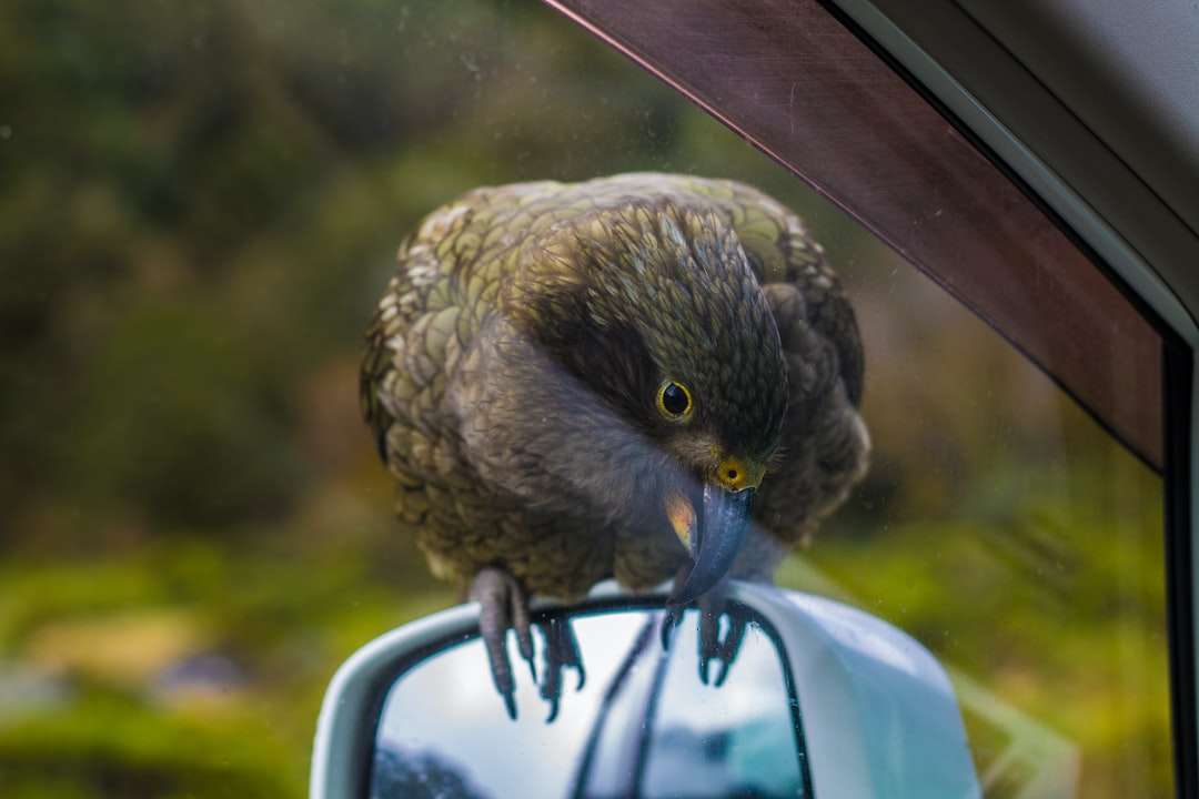 昼間の車の窓に茶色の鳥 ジグソーパズルオンライン