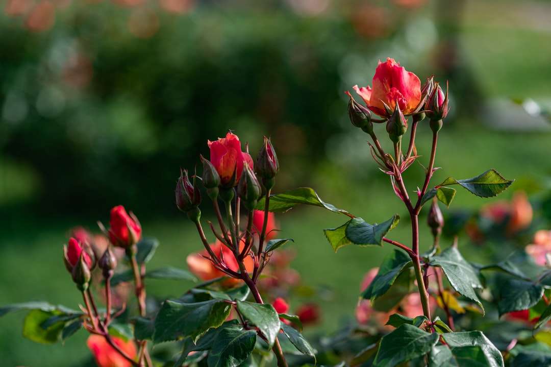 Piros virágok zöld levelekkel kirakós online