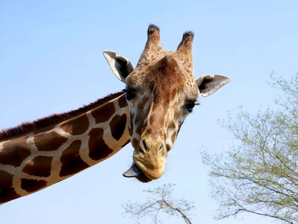 Varför inte giraffer Pussel online