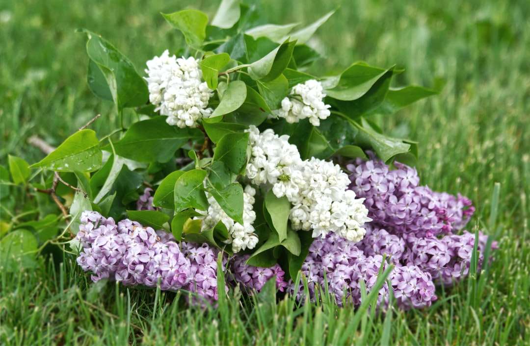 white flowers on green grass during daytime online puzzle