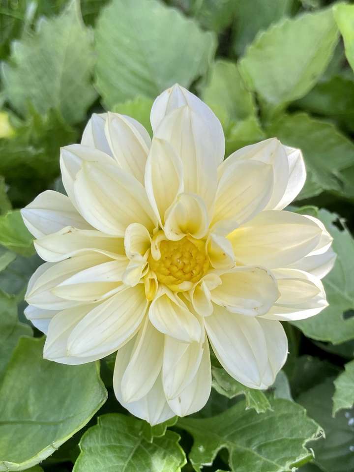 vit blomma pussel på nätet