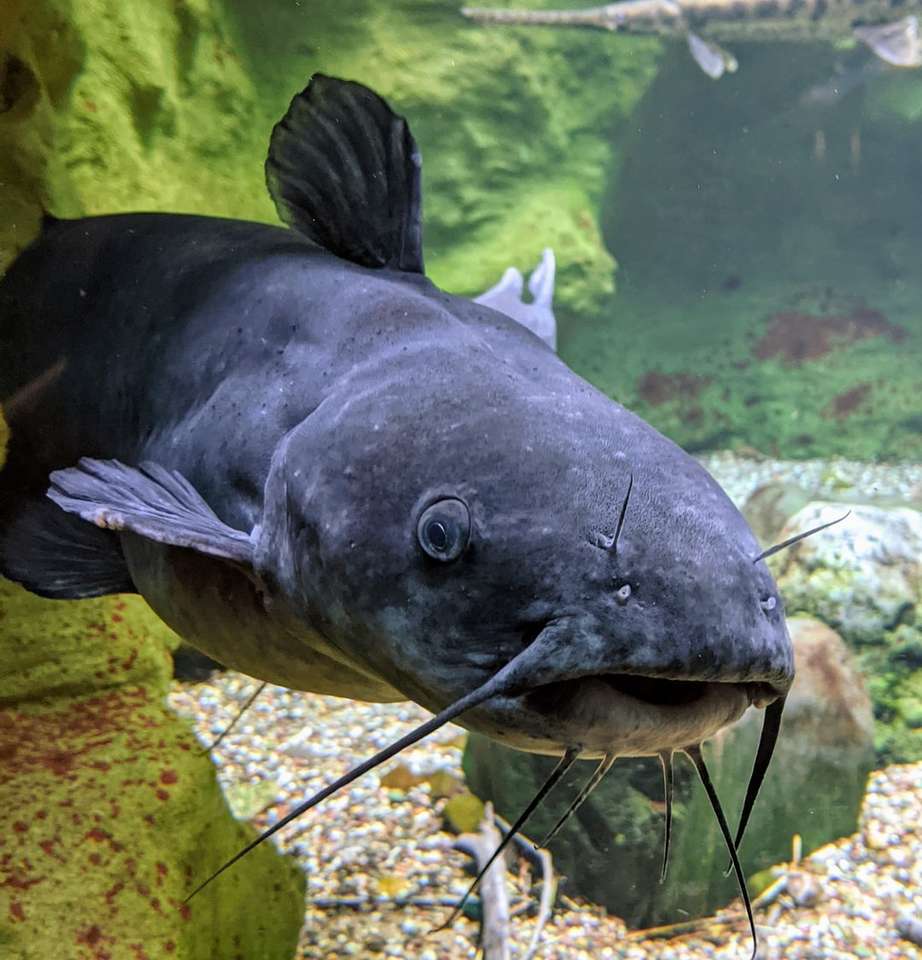Zwart-witte vis in aquarium online puzzel