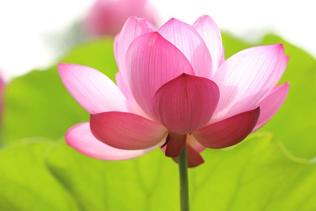 Снимка на около цъфтят лотус цвете онлайн пъзел