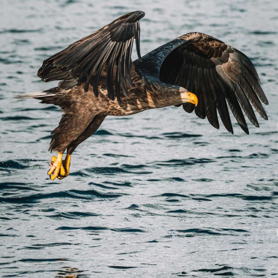 Aquila marrone che sorvola il mare durante il giorno puzzle online