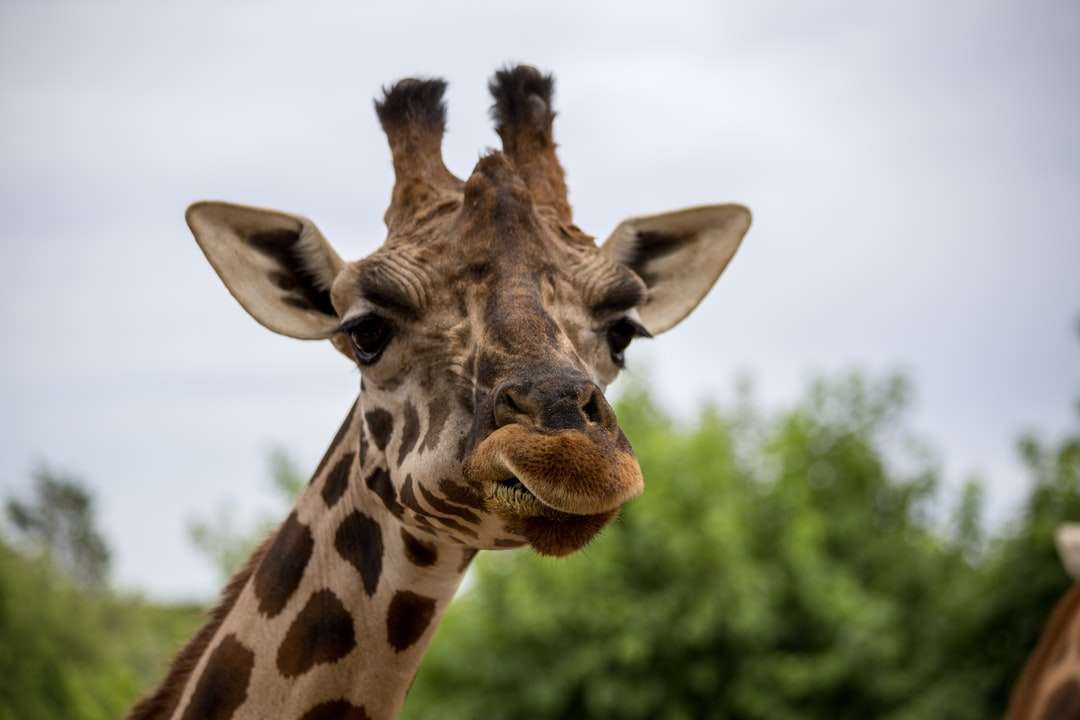 Giraff i närbild fotografering under dagtid Pussel online