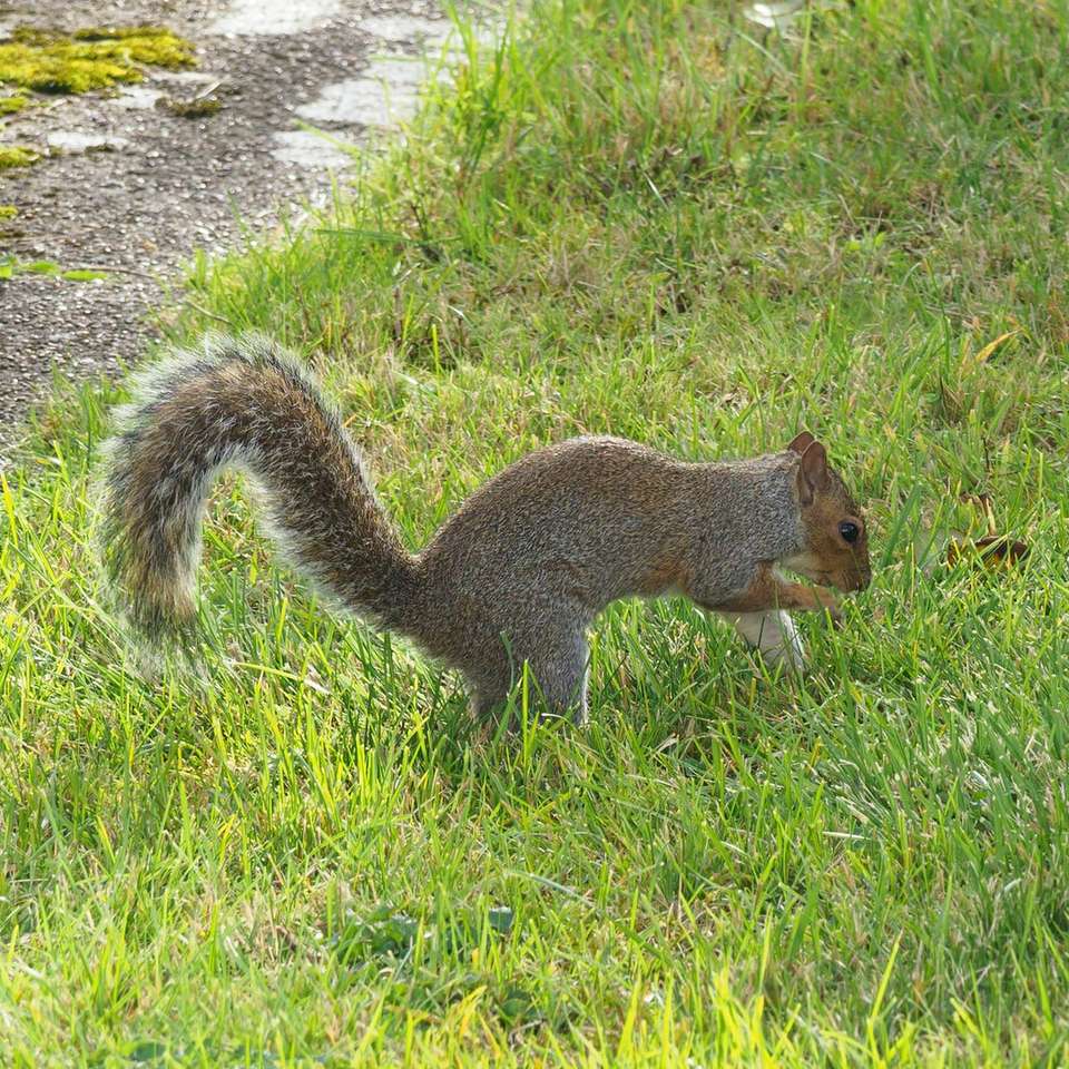 Esquilo cinzento na grama verde durante o dia puzzle online