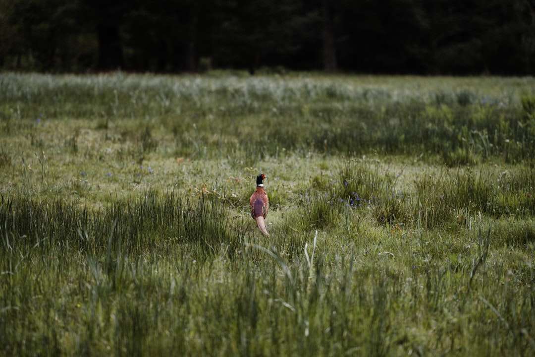 Chica en vestido rosa corriendo en campo de hierba verde rompecabezas en línea