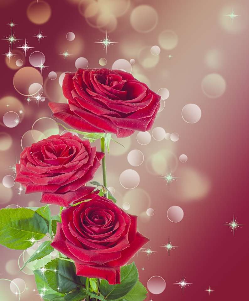 červené růže skládačky online