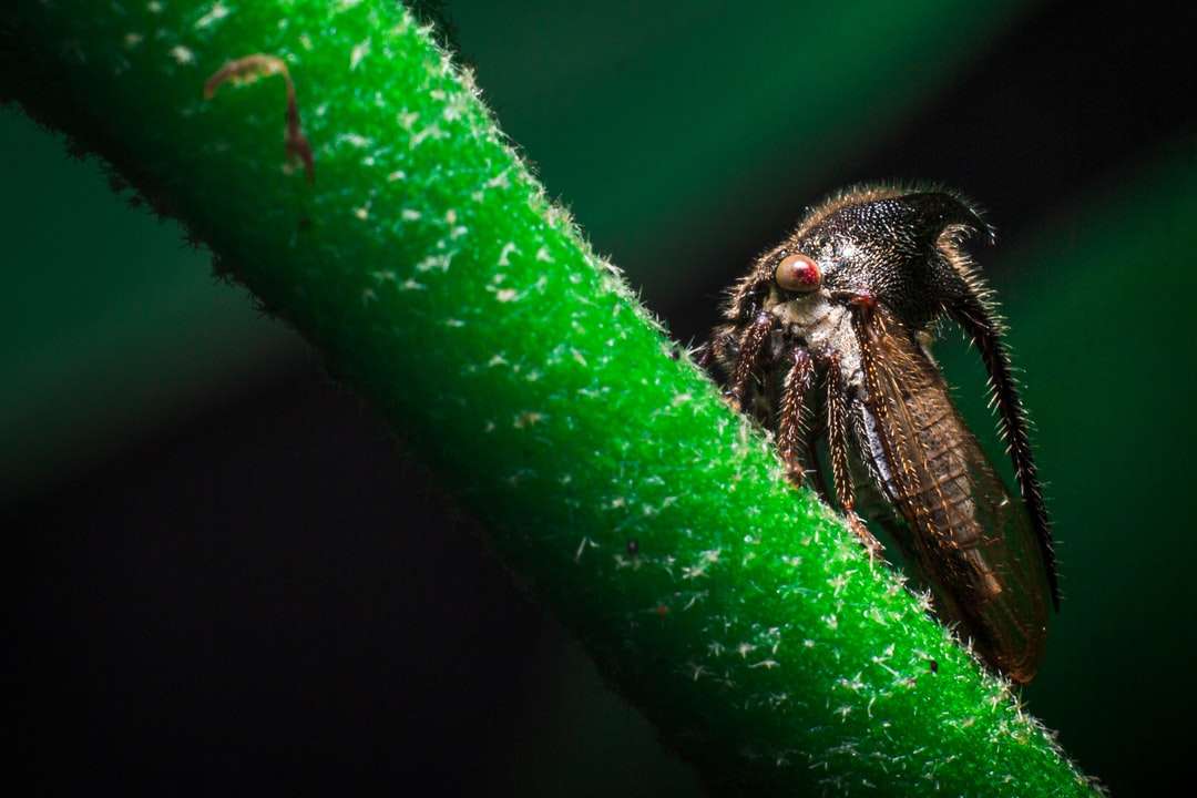 Черно и кафяво насекомо върху зеления лист онлайн пъзел