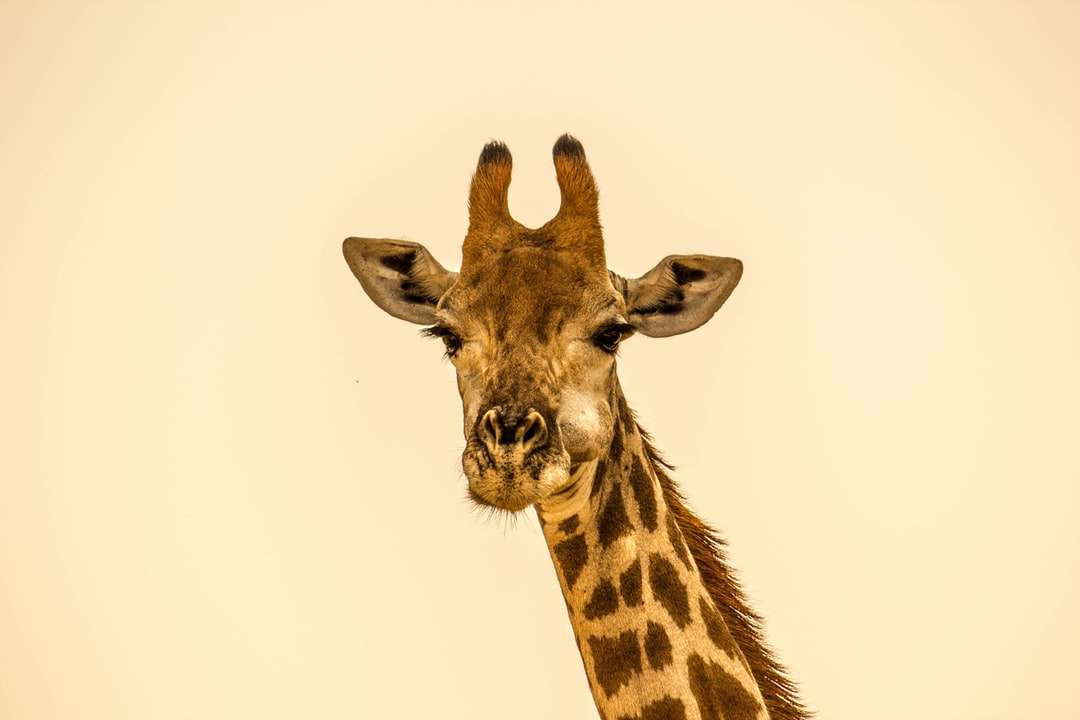 A zsiráf szelektív fókuszfotózás online puzzle