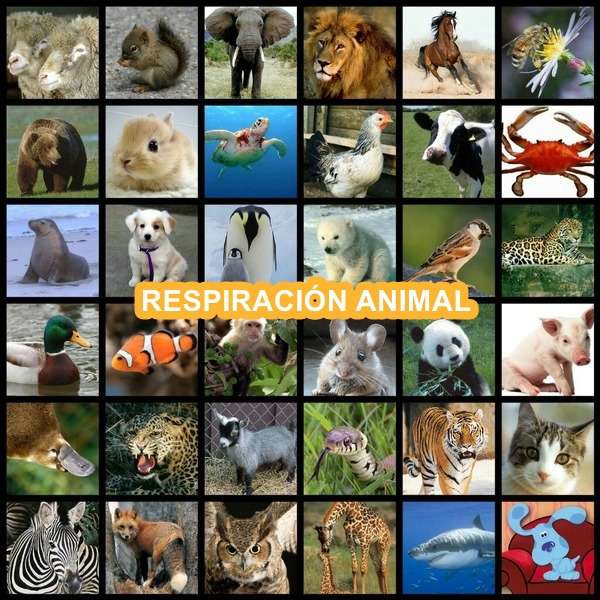 Respirația animalelor jigsaw puzzle online