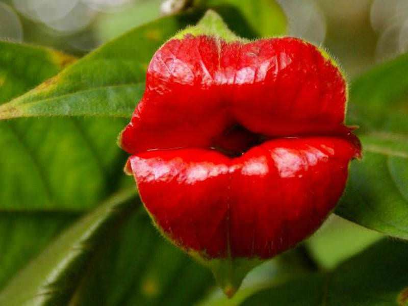 Поцелуй цветок пазл онлайн