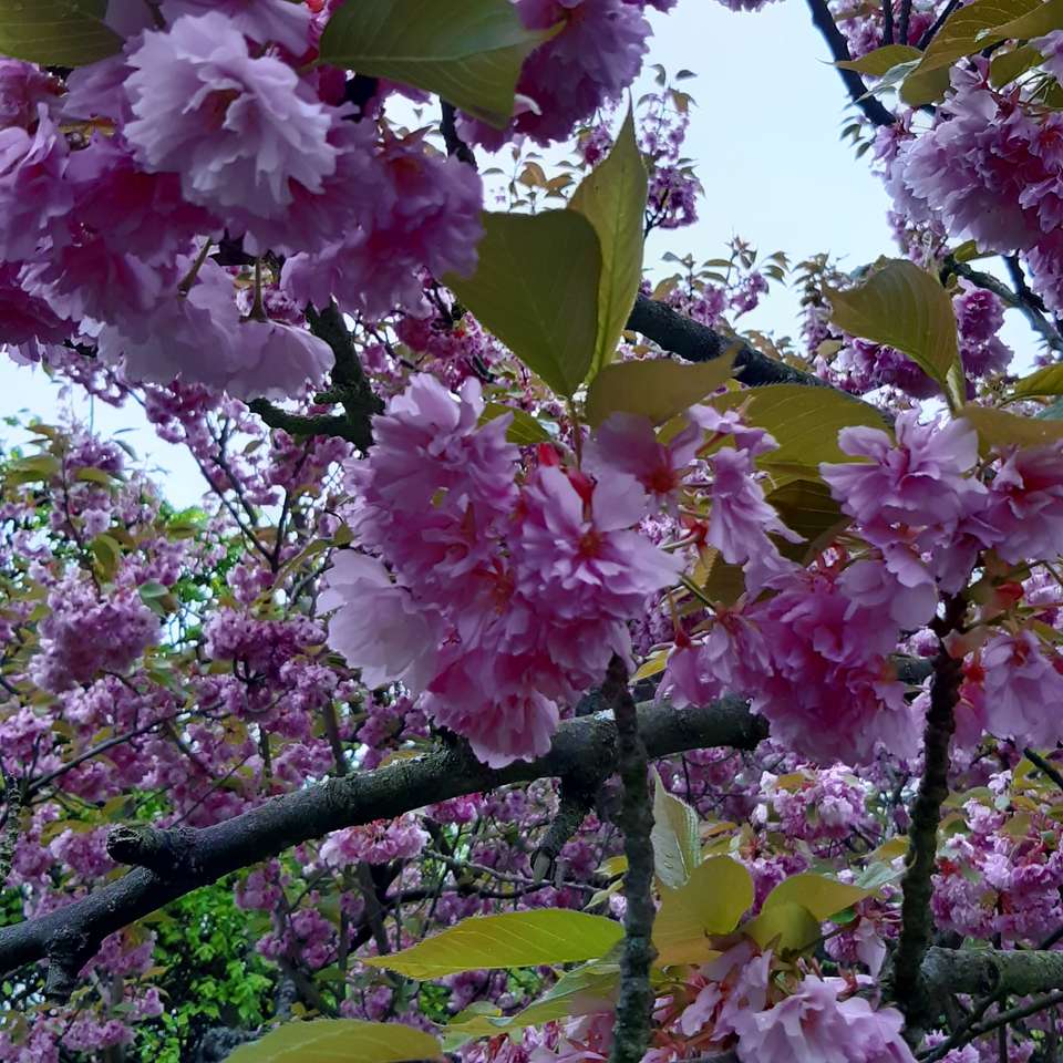 цветущие вишни пазл онлайн