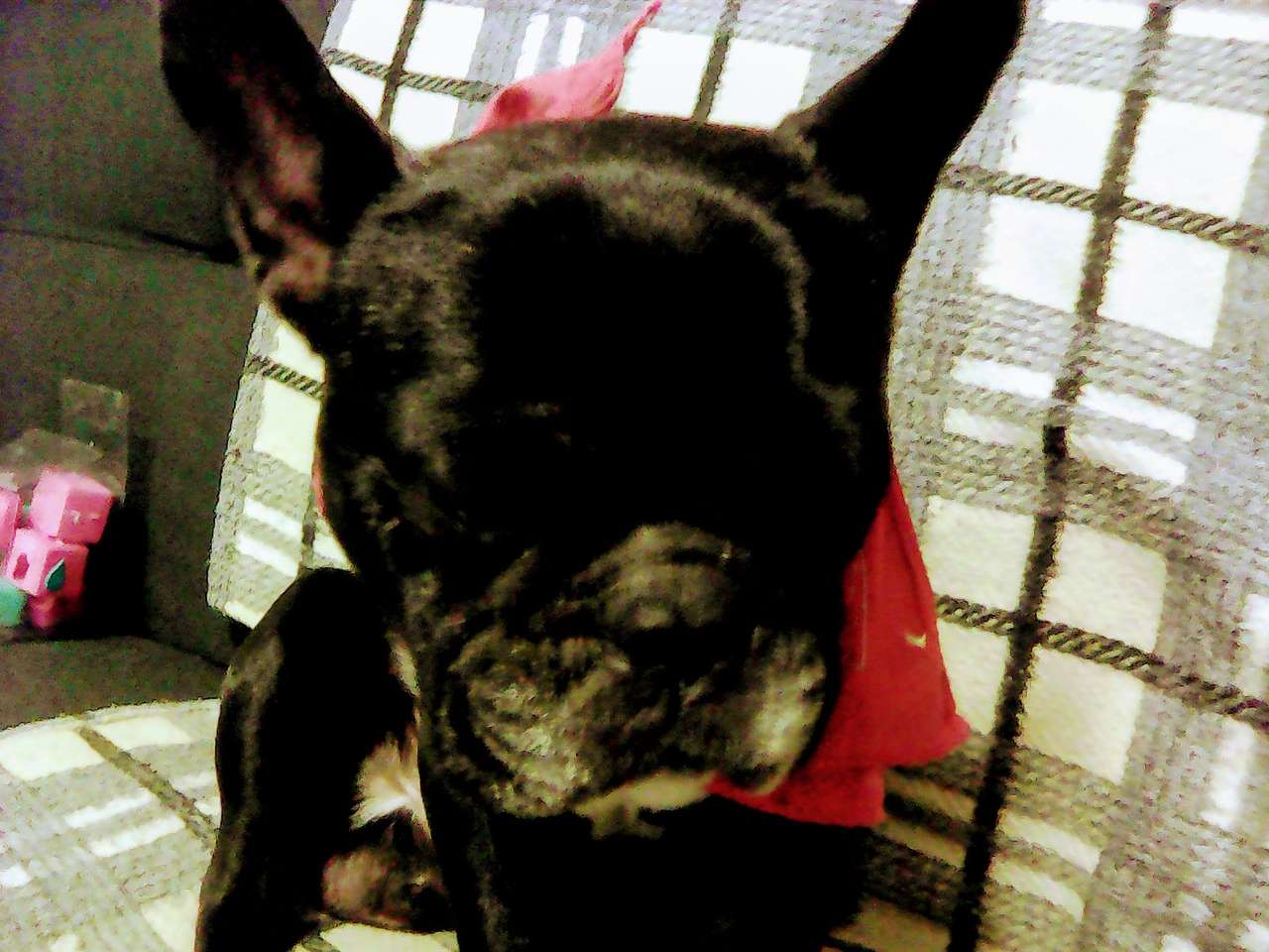 Noguchi min hund pussel på nätet